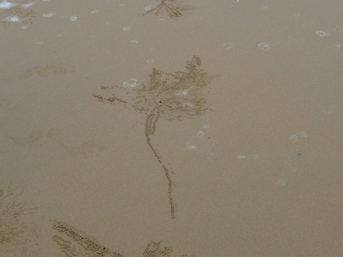 Sandkrebs